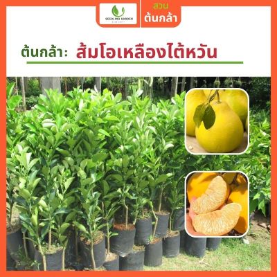 [แมลงศัตรูพืชและโรคน้อย] ต้นส้มโอเหลืองไต้หวัน ต้นสูง 70-100ซม. ติดผลเร็ว ปลูกได้ทันที