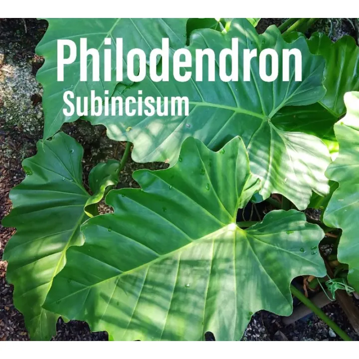 Exotic Plant - Philodendron Subincisum | Lazada