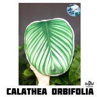 พร้อมส่ง โปรโมชั่น หมอนคล้าใบตอง Calathea Orbifolia ลงทะเบียน ส่งทั่วประเทศ พรรณ ไม้ น้ำ พรรณ ไม้ ทุก ชนิด พรรณ ไม้ น้ำ สวยงาม พรรณ ไม้ มงคล