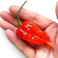 เมล็ดพันธุ์ พริกดอร์เซท นากา (Dorset Naga Pepper Seed) บรรจุ 10 เมล็ด คุณภาพดี ราคาถูก ของแท้ 100%