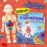 ?พร้อมส่ง? 1 แถม 1 ซื้อโมเดลแถมหนังสือ มีจำนวนจำกัด Human Body Model ของเล่นแนววิทยาศาสตร์โมเดลจำลองร่างมนุษย์