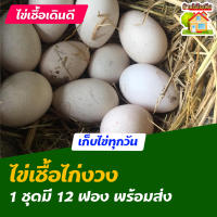 ไข่เชื้อไก่งวง สำหรับการฟัก 12 ฟอง