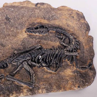 BOKALI 1PCSใหม่ไดโนเสาร์ไทรันนอซอรัสเร็กซ์ฟอสซิลJurassic Cretaceous 130ล้านปี
