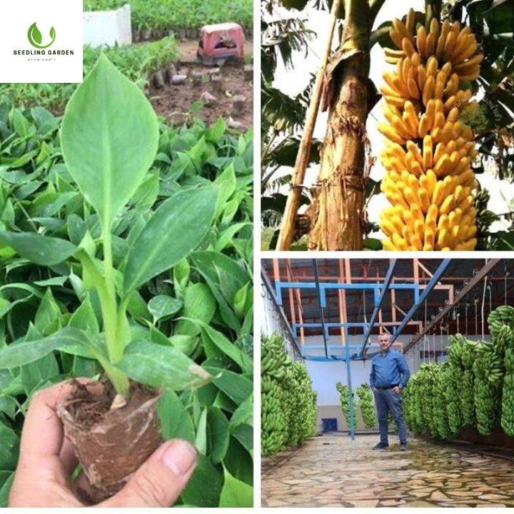 ต้นกล้าโตดี-กล้วยยักษ์อินโด-ติดผลเยอะมาก-1-ปีติดผล-เมล็ดแบน-ต้นกล้าแข็งแรงมาก-ให้ผลผลิตสูง-โรคแมลงรบกวนน้อย