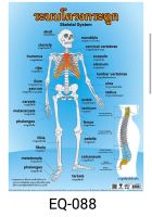 ระบบโครงกระดูก   EQ 0 8 8 โปสเตอร์สื่อการสอน หุ้มพลาสติก ขนาด 50 * 70 cm