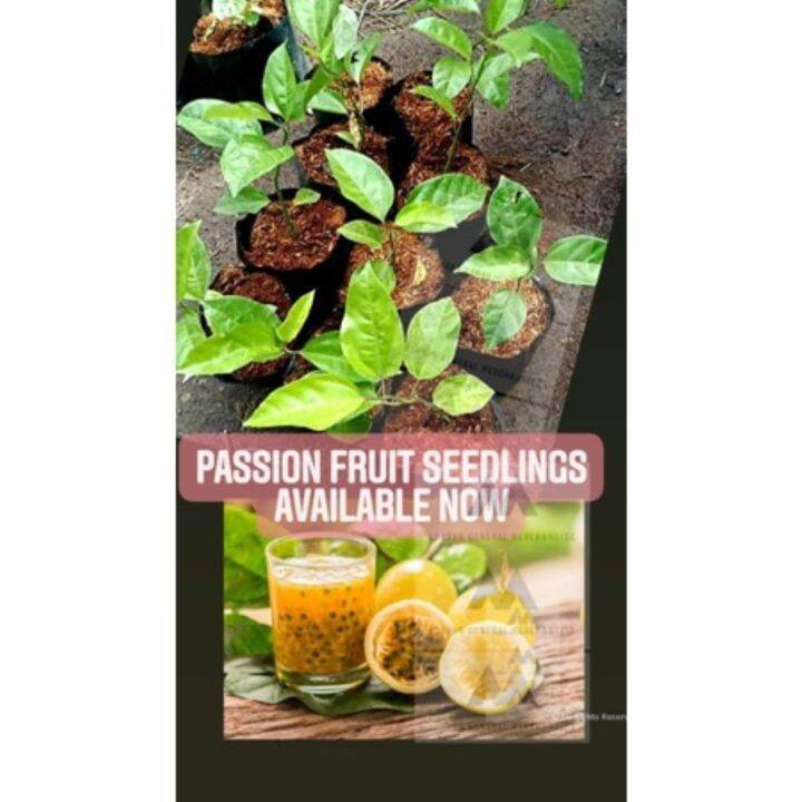 Passion Fruit Seedlings Marcotted live Plant Lazada PH
