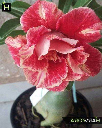 10-เมล็ด-เมล็ดพันธุ์-ชวนชม-สายพันธุ์ไต้หวัน-สีส้ม-adenium-seed-กุหลาบทะเลทราย-desert-rose-ราชินีบอนไซ-มีคู่มือปลูก-นำเข้าจากไต้หวัน