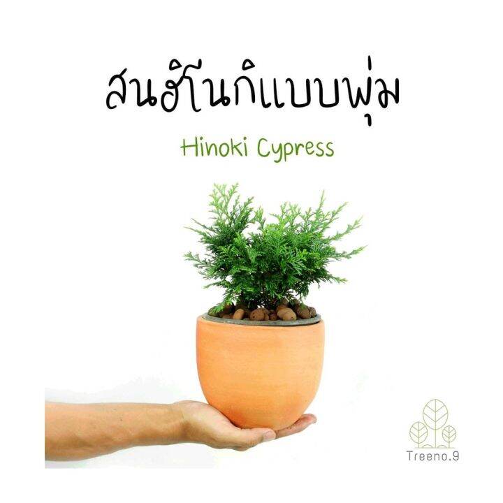 woww-สุดคุ้ม-t307-สนฮิโนกิแบบพุ่ม-hinoki-cypress-กระถาง-6-นิ้ว-สูง-20-25-cm-ต้นไม้ประดับแนวญี่ปุ่น-นำไปดัดเป็นสนบอนไซก็ได้-ราคาโปร-พรรณ-ไม้-น้ำ-พรรณ-ไม้-ทุก-ชนิด-พรรณ-ไม้-น้ำ-สวยงาม-พรรณ-ไม้-มงคล