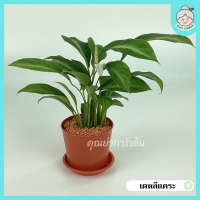 เดหลีแคระ Spathiphyllum Clevelandii หรือเดหลีกวักเงิน กระถางพร้อมจานรอง 3"โรยหน้ากระถางด้วยป๊อบเปอร์ ไม้มงคล ช่วยฟอกอากาศ ดูดสารพิษในห้องนอน สวย