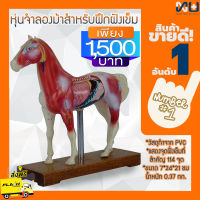 Anatomy model: NK- 602 หุ่นจำลองม้าสำหรับฝึกฝังเข็ม