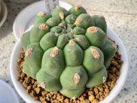 แคคตัสยิมโนซากลิโอนิส ยิมโนหนังช้างหนามกุด ขนาด 10-12 cm Gymnocalycium saglionisแคคตัสสวยๆ