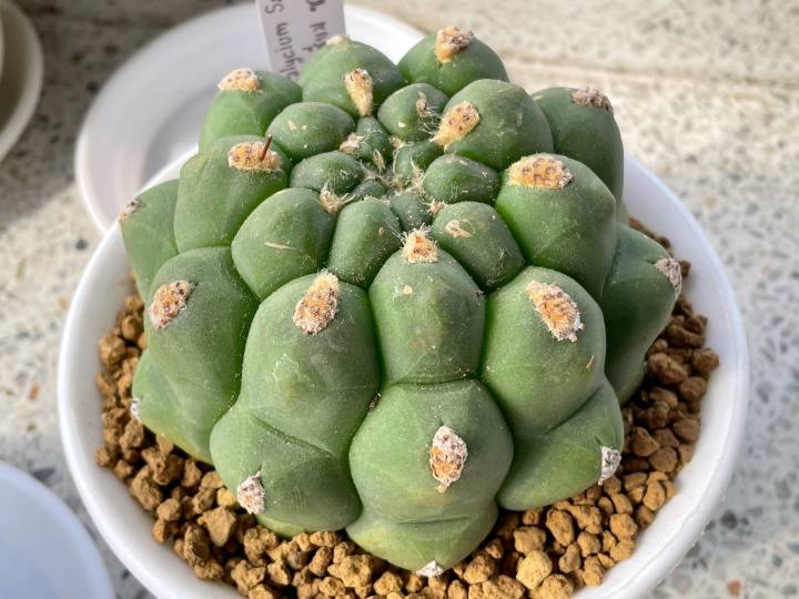 แคคตัสยิมโนซากลิโอนิส-ยิมโนหนังช้างหนามกุด-ขนาด-10-12-cm-gymnocalycium-saglionisแคคตัสสวยๆ