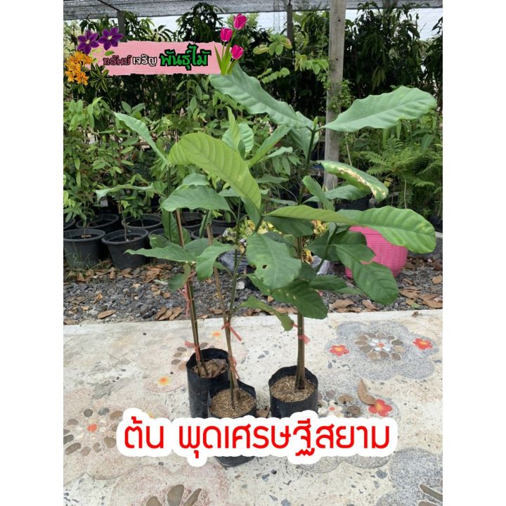 สุดคุ้ม-ต้น-พุดเศรษฐีสยาม-พร้อมส่ง-ราคาถูก-พรรณ-ไม้-น้ำ-พรรณ-ไม้-ทุก-ชนิด-พรรณ-ไม้-น้ำ-สวยงาม-พรรณ-ไม้-มงคล