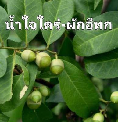 น้ำใจใคร่ ผักอีทก Parrot Olax Seeds เมล็ดพันธุ์บรรจุ 5 เมล็ด 10 บาท