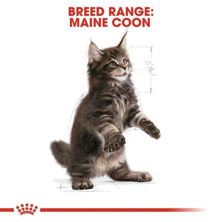 royal-canin-kitten-maine-coon-cat-food-อาหารแมว-รอยัล-คานิน-สำหรับลูกแมวพันธุ์เมนคูน-อายุ-4-15-เดือน-ขนาด-10-กก