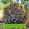 Mật ong ruồi + mật ong rừng u minh, khai thác chuẩn thiên nhiên 100% - ảnh sản phẩm 3