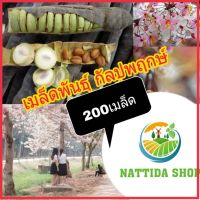 Nadtida เมล็ดพันธุ์กัลปพฤกษ์ 200เมล็ด พร้อมปลูก ต้นกัลปพฤกษ์ กัลปพฤกษ์ ต้นไม้ตาย ระหว่างขนส่ง เคลมฟรี