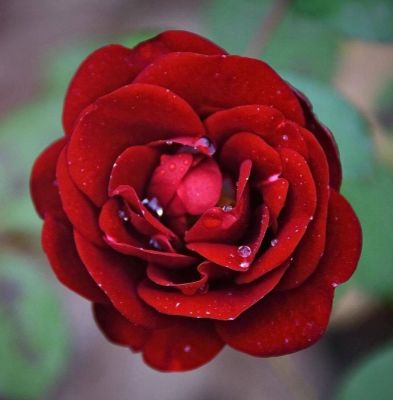 30 เมล็ด เมล็ดพันธุ์ กุหลาบมอญ สีแดง Rose Seed ดอกใหญ่ ดอกหอม นำเข้าจากต่างประเทศ พร้อมคู่มือ เมล็ดสดใหม่