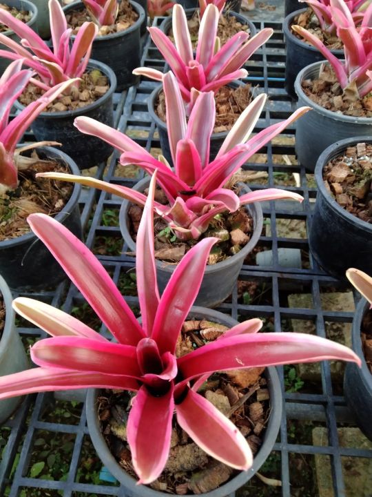 สับปะรดสี-นีโอดองเกอร์-bromeliad-เป็นไม้ทนแล้ง-ไม้ประดับตกแต่งสวน-มีสีสันสวยงาม-กระถาง5นิ้ว