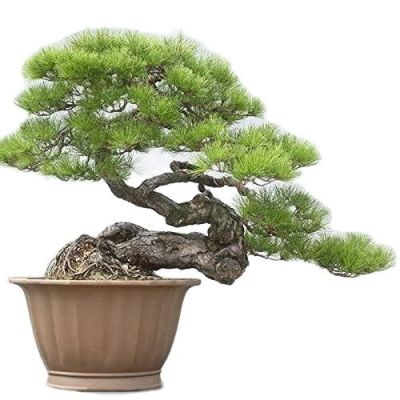 25 เมล็ดพันธุ์ เมล็ด สนดำญี่ปุ่น สนญี่ปุ่น บอนไซ JAPANESE BLACK PINE seed อัตราการงอก 80-85%