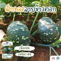 เมล็ดฟักทอง ประกายดาวล้านนา ตราศรแดง ปริมาณ30เมล็ด เมล็ดพันธุ์พระราชทาน ซองฉลาดจันกะผัก เมล็ดพันธุ์ฟักทอง เมล็ดพันธุ์ผัก