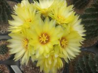 ??เมล็ดฮามาโตะแคคตัส??  Hamatocactus 300เมล็ด  เมล็ดกระบองเพชร เมล็ดแคคตัส