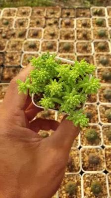 พร้อมส่ง โปรโมชั่น ต้นไม้อวบน้ำ กุหลาบหิน ซีดัม ออกโทเฟรท Sedum Octoberfest #succulents ส่งทั่วประเทศ พรรณ ไม้ น้ำ พรรณ ไม้ ทุก ชนิด พรรณ ไม้ น้ำ สวยงาม พรรณ ไม้ มงคล