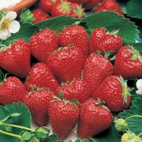 เมล็ดพันธุ์ Strawberry Seeds สายพันธุ์ Surecrop 50 เมล็ด เมล็ดพันธุ์นำเข้าจาก ยุโรป