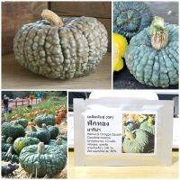 เมล็ดพันธุ์ ฟักทอง มารีน่า Marina di Chioggia Squash Seed 10 เมล็ด คุณภาพดี ราคาถูก ของแท้ 100%