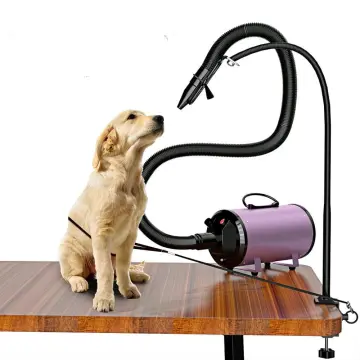 Secador profesional LED para mascotas, soplador de iones negativos