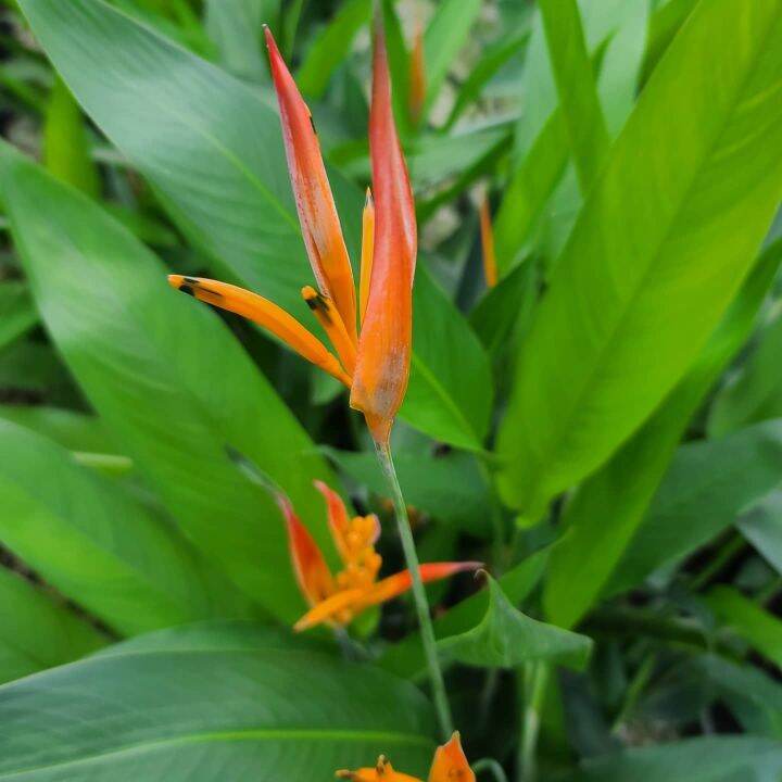 heliconia / birds of Paradise orange a very decorative and easy to care ...