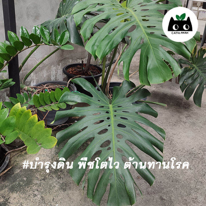 ซื้อ3คุ้มกว่า-น้ำจุลินทรีย์สังเคราะห์แสงpsb-catiofarm-หัวเชื้อคุณภาพ-220cc-ปุ๋ยน้ำอินทรีย์ทดแทนสารเคมี-บำรุงดิน-พืชโตเร็ว-บำบัดน้ำ