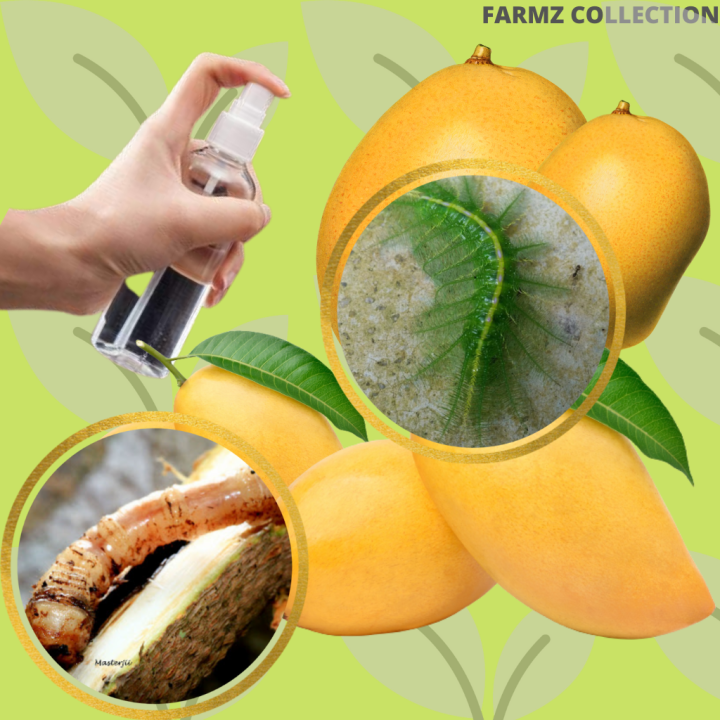 Insecticide the best insecticide for Mango Racun Serangga yang terbaik