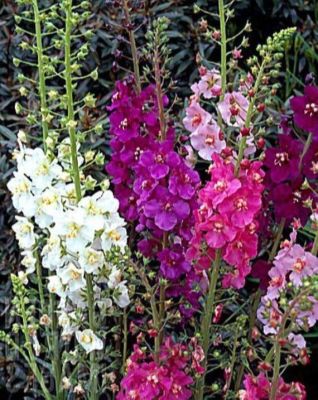 เมล็ดพันธุ์ มัลเลน Verbascum phoeniceum temptress 300 เมล็ด เมล็ดพันธุ์นำเข้าจาก ยุโรป