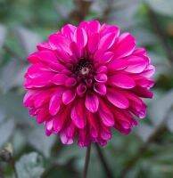 1 หัว/ออเดอร์ รักเร่ Dahlia Bulbs สายพันธุ์ PROFUNDO หัวรักเร่ ดอกไม้ หัวหน่อ เหง้า นำเข้า เนเธอร์แลน หัวสดใหม่