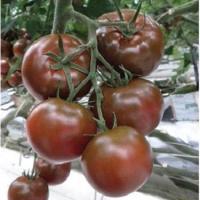 เมล็ดพันธุ์ มะเขือเทศ แบล็คปริ้นซ์ (Black Prince Tomato Seed) บรรจุ 20 เมล็ด คุณภาพดี ราคาถูก ของแท้ 100%