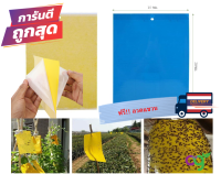 แผ่นกาวดักแมลง ขนาด 15x20 ซม. กาวเหนียว กับดักแมลงวันทอง หวี่ขาว สีเหลือง/สีฟ้า กาวเหนียน ทนแดด ทนฝน ใช้ได้นานกว่า 90 วัน