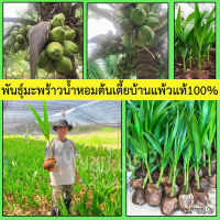 พันธุ์มะพร้าวน้ำหอมบ้านแพ้วแท้100%?ต้นมะพร้าวน้ำหอมต้นเตี้ย&amp;lt;ขั้นต่ำ2ต้น&amp;gt; แท้100%