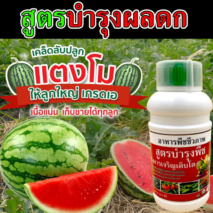 ปุ๋ยแตงโม-500-ซีซี-ไร้สารเคมี-ปุ๋ยแตงโม-ปุ๋ยแตงกวา-ปุ๋ยแตงโม-ปุ๋ยน้ำแตงโม-ปุ๋ยเพิ่มผลผลิตแตงโม-ผลผลิตดี-ฉีดพ่น