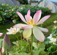 5 เมล็ด บัวนอก บัวนำเข้า บัวสายพันธุ์ Blushing Fairy LOTUS สีชมพู สวยงาม ปลูกในสภาพอากาศประเทศไทยได้ ขยายพันธุ์ง่าย เมล็ดสด