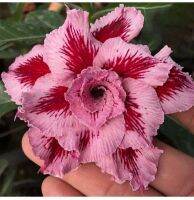 10 เมล็ด เมล็ดพันธุ์ ชวนชม สายพันธุ์ไต้หวัน ดอกซ้อน Adenium Seeds กุหลาบทะเลทราย Desert Rose ราชินีบอนไซ อัตรางอก 80-90% มีคู่มือปลูก