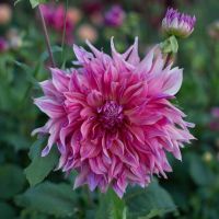 1 เหง้า/ชุุด รักเร่ Dahlia Bulb สายพันธุ์ Penhill Dark Monarch หัวรักเร่ ดอกไม้ ดอกรักเร่ เหง้า นำเข้า ยุโรป หัวสดใหม่ ผ่านการแช่เย็นแล้ว