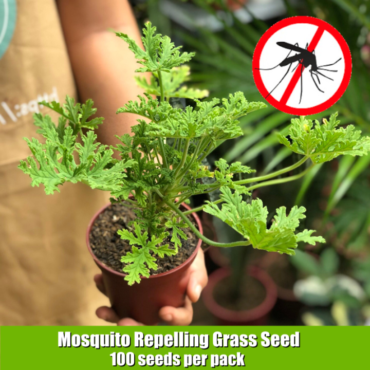 100 Original Mosquito Repelling Grass Seed (100 Pcs Seeds for Planting) Citronella Mosquito