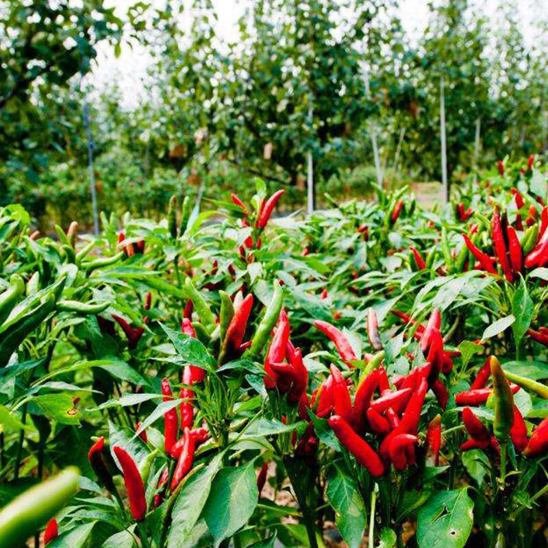 Chili Pepper Red Long Seedplants 200pcs Easy To Plant For Indoors And Outdoors 