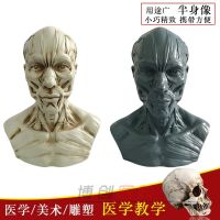 Art medical reference still life painting art by human musculoskeletal head carving skull half bust model