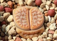 10 เมล็ด ไลทอป กระบองเพชร ไม้อวบน้ำ กุหลาบหิน แคคตัส Living Stones Lithops เมล็ดใหม่ สายพันธุ์ gracilidelineata ‘Cafe au Lait’