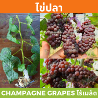 กิ่งพันธุ์องุ่น พันธุ์ใข่ปลา (Champagne Grapes)