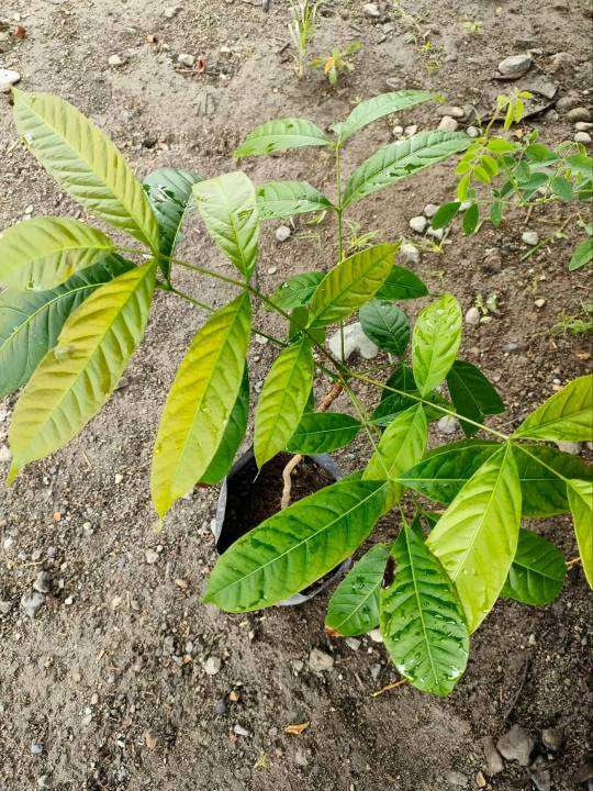 MAHOGANY NARRA PAPER TREE in seedlings bagREAL PLANTSREADY TO