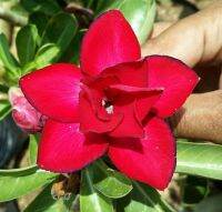 12 เมล็ด เมล็ดพันธุ์ Seeds Bonsai ชวนชม สายพันธุ์ไต้หวัน ดอกสีแดง Adenium Seed กุหลาบทะเลทราย Desert Rose ราชินีบอนไซ อัตราการงอก 80-90% มีคู่มือปลูก