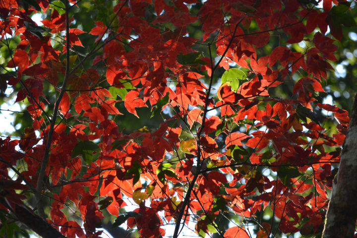 เมล็ดต้นเมเปิ้ล-บรรจุ10เมล็ดพร้อมคู่มือเพาะปลูกทำความรู้จัก-acer-truncatum-shantung-maple